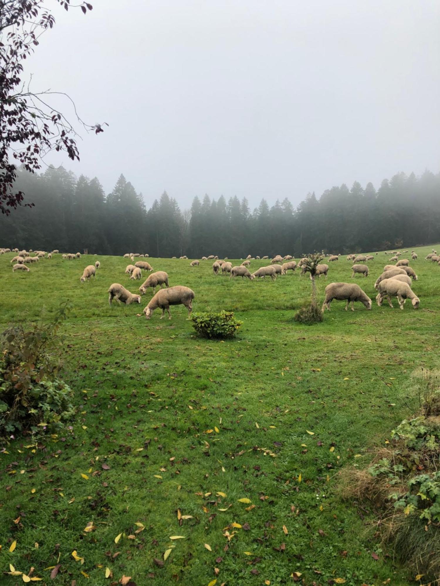 Solhof-schoemberg Kro Loßburg